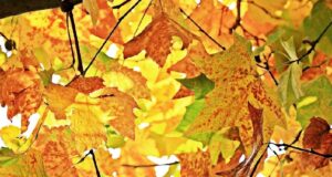 Blätter im Herbst