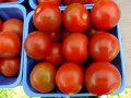 garten-tomaten