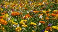 flower-meadow-555813_640© Jan-Mallander - Pixabay.com