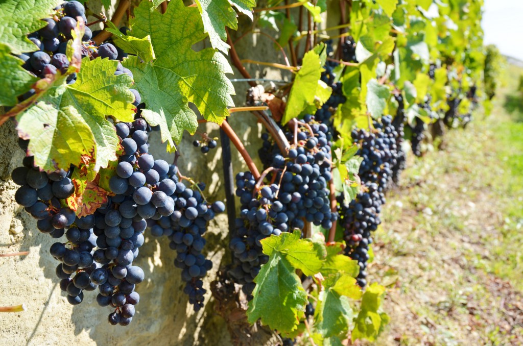 Weinreben am Haus pflanzen Tipps zu Anbau und Pflege Haus & Garten Blog