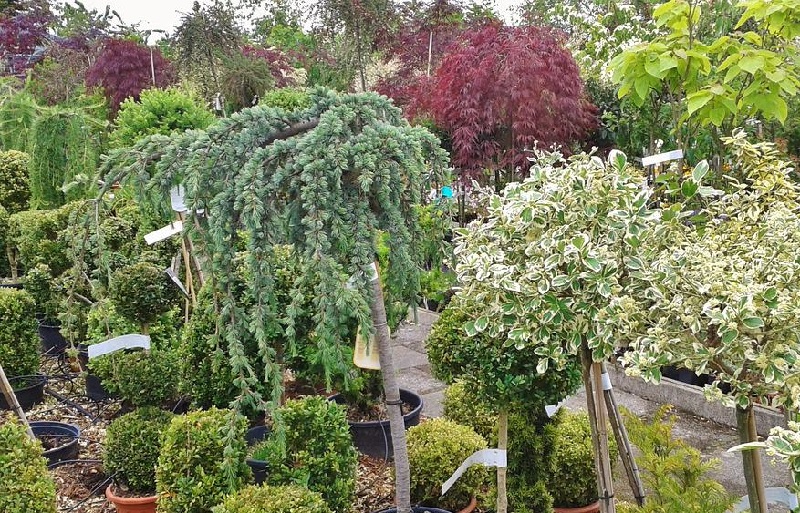Tipps und Anregungen, wie man Pflanzen winterfest macht Haus & Garten